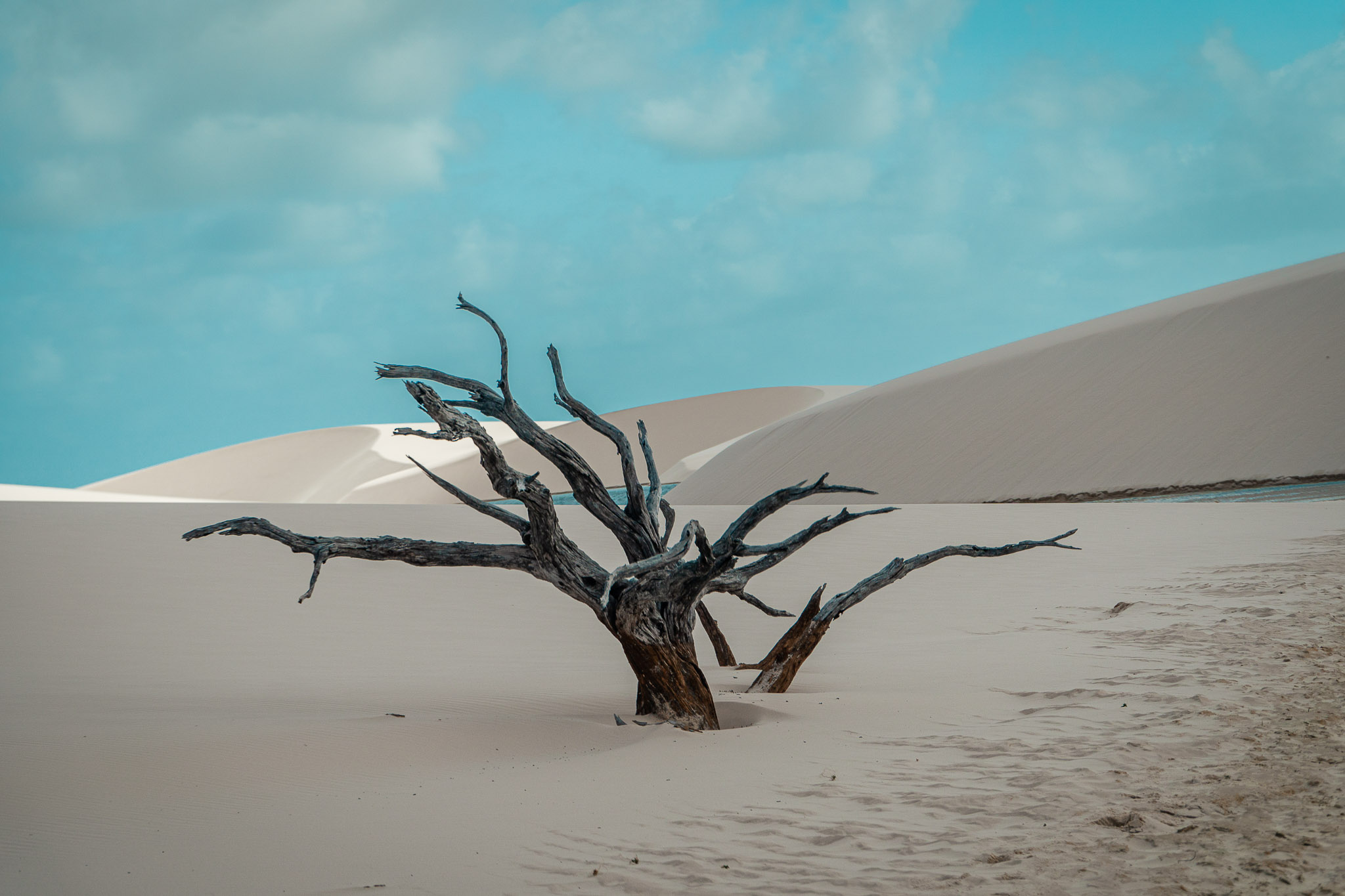 Isolated tree in Lencois Maranhenses